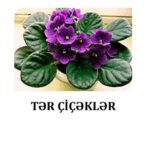 Tər çiçəklər – pdf